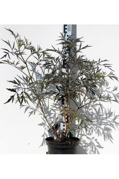 Бузина чорна Блек Лейс саджанець 50-60 см