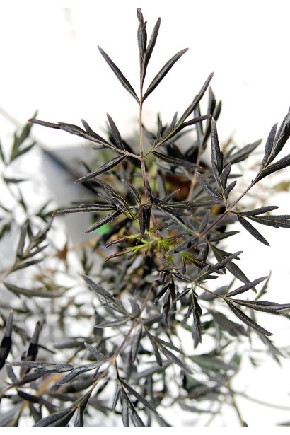 Sambucus nigra Black Lacе