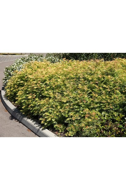 Горобинник горобинолистий Сем® – для живоплотів