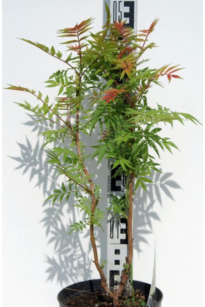 Горобинник Сем® – 5л/вис.40-60см/Ø20-30см