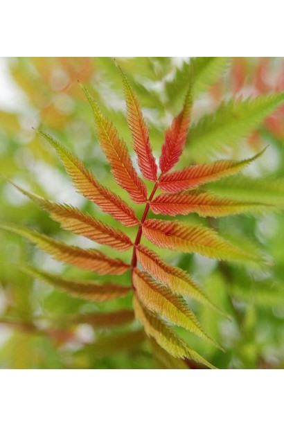 Sorbaria sorbifolia Sem® – ажурна текстура листя
