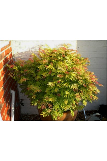 Sorbaria Sem® – декоративний кущ для пейзажу