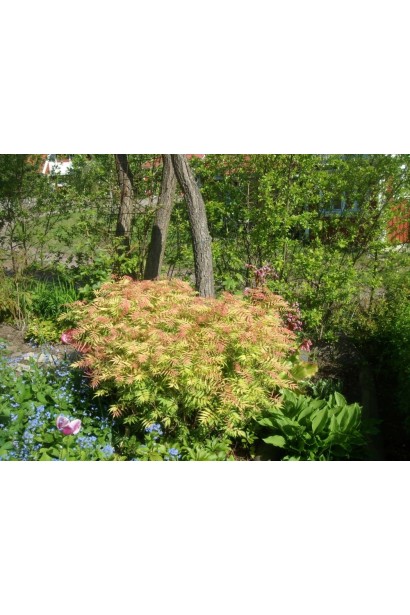 Горобинник Сем® – яскравий акцент для клумб