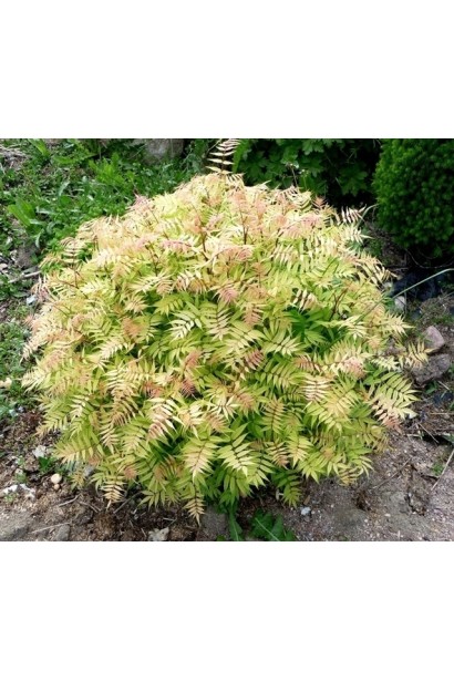 Sorbaria sorbifolia Sem® – компактний декоративний кущ