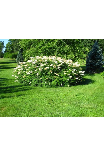 Sorbaria Sem® – витончений садовий акцент