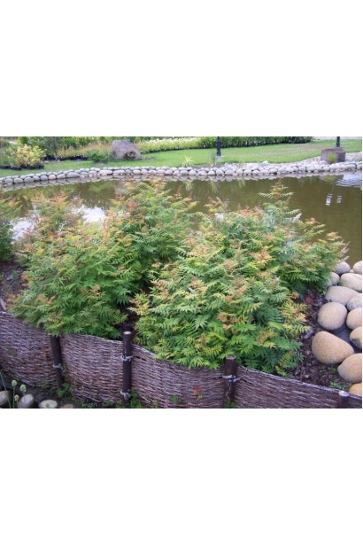 Горобина Фастігіата – висока морозостійкість