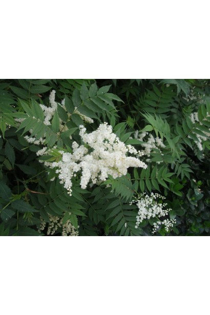 Горобинник горобинолистий Сем® 