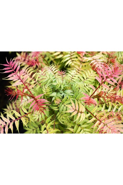 Sorbaria sorbifolia Sem® – змінює забарвлення листя