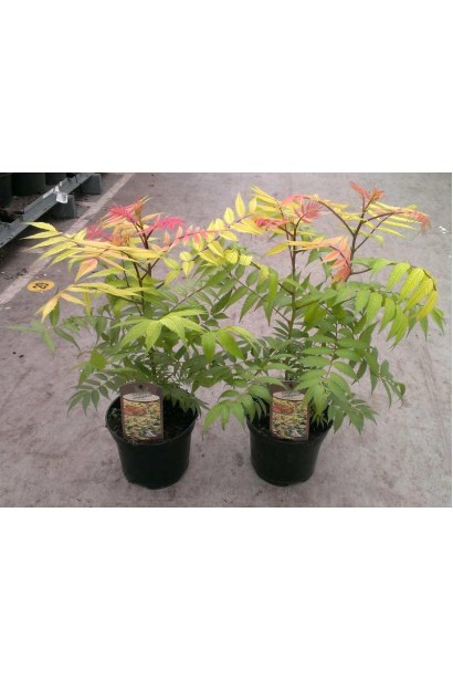 Саджанці в контейнері