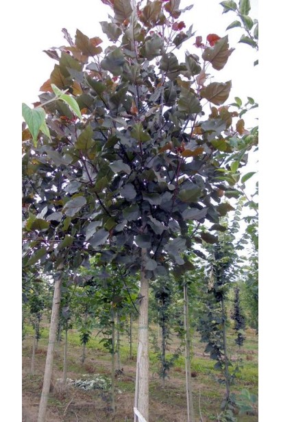 Тополя Пурпл Тауер із темно-фіолетовим листям.