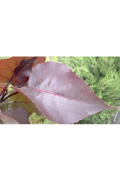 Листя тополі Пурпл Тауер із відтінком бордо.