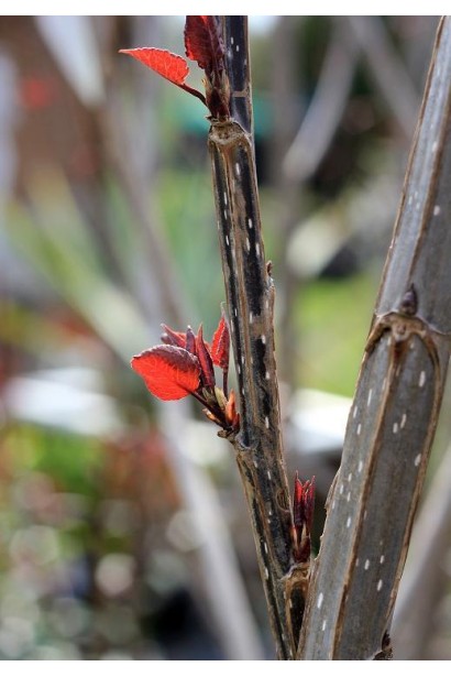 Тополя дельтоподібна Пурпл Тауер