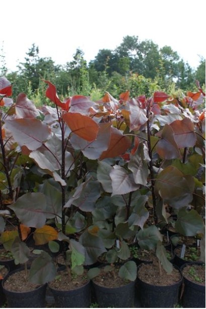 Елегантна тополя дельтоподібна з пурпуровим листям.