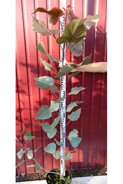 Саджанець Тополя дельтоподібна Пурпл Тауер