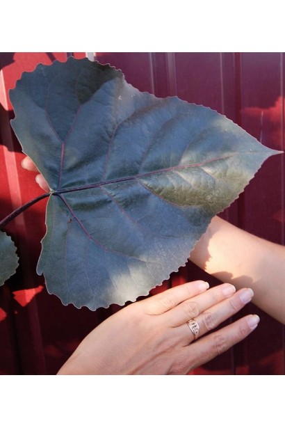 Темно-фіолетові листки тополі Пурпл Тауер