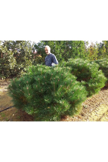 Сосна черная Пэррик Брегон для ландшафта.