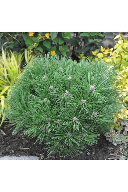 Сосна Пьеррик Брегон