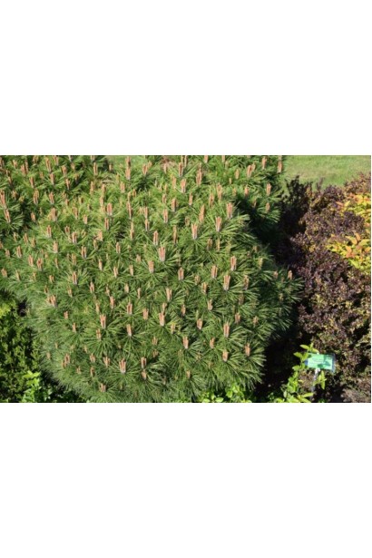 Плотная крона и зеленая хвоя Брепо.