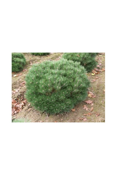 Pinus Brepo