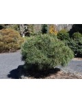 Pinus nigra Brepo