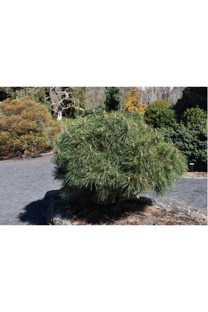 Декоративная черная сосна для вашего сада.