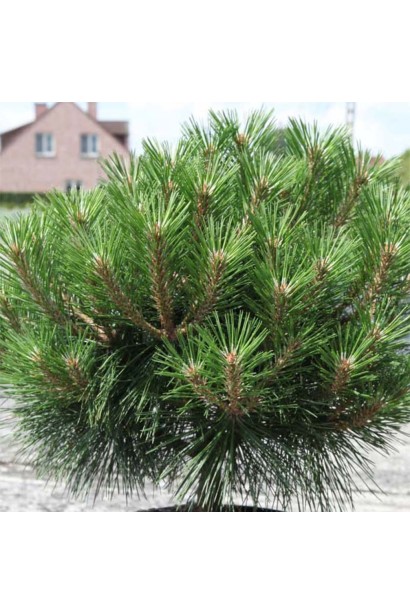 Густая хвоя сосны черного сорта брепо.