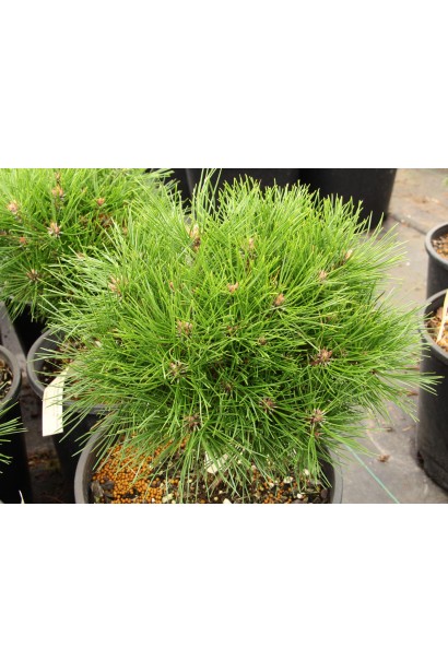 Компактная форма черной сосны с густой хвоей.