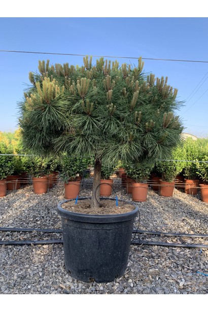 Сосна Брепо: компактное дерево для сада.