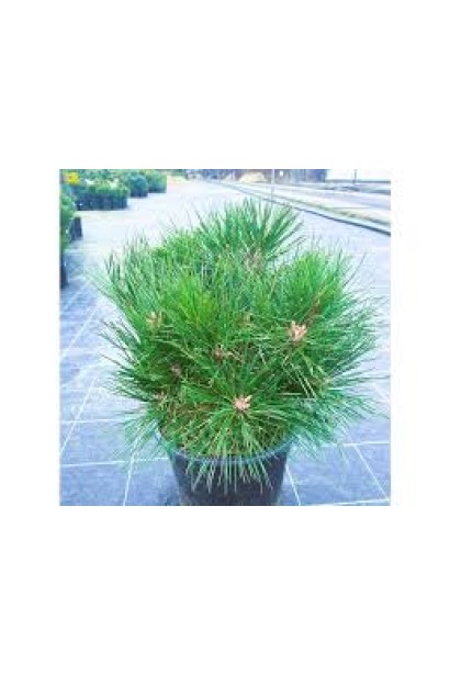 Сосна Брепо хвоя