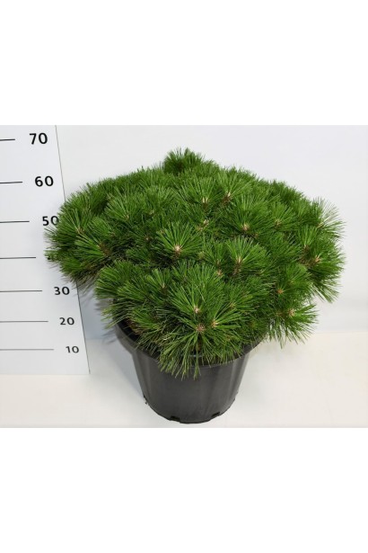 Декоративная черная сосна с плотной кроной.