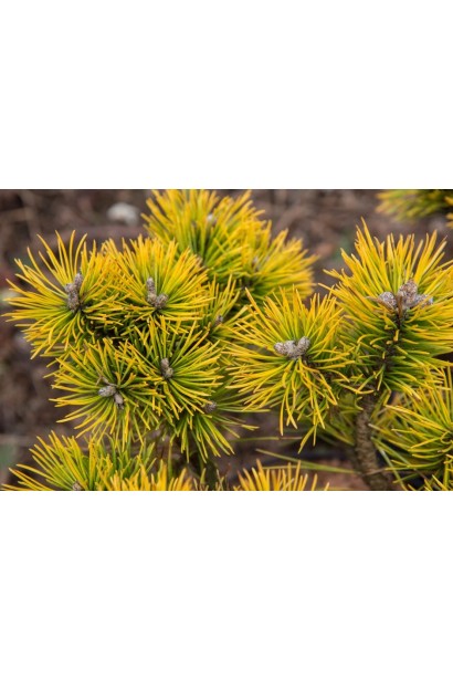 Pinus mugo Winter Sun – низькоросла сосна з інтенсивним золотим відтінком хвої.