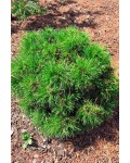 Сосна гірська Варелла | Pinus mugo Varella | Сосна горная Варелла