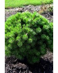 Сосна густоквiткова Жан Клаус | Сосна густоцветная / густоцветковая Жан Клаус | Pinus densiflora Jane Kluis