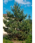 Сосна звичайна | Сосна обыкновенная | Pinus sylvestris