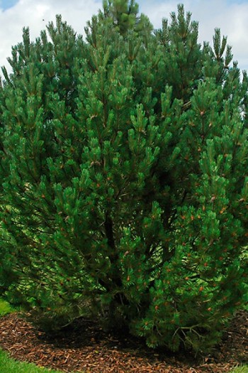 Сосна горная | Pinus mugo | Сосна Гірська