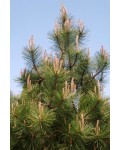 Сосна крымская | Сосна кримська | Pinus pallasiana