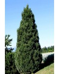 Сосна чорна / австрійська Пірамідаліс | Pinus nigra Pyramidalis | Сосна черная / австрийская Пирамидалис