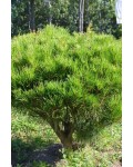 Сосна густоцветная Алиса Веркаде | Сосна густоквiткова Алiса Веркаде | Pinus densiflora Alice Verkade