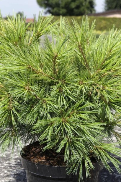 Pinus strobus Minima – маленька сосна з густою хвоєю та щільною кроною.