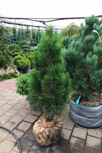 Сосна чорна / австрійська Грін Тауер | Сосна чёрная / австрийская Грин Тауэр | Pinus nigra Green Tower