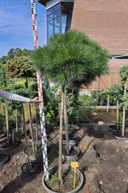 Аліса Веркаде в контейнері в садовому центрі