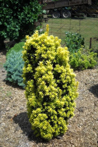 Тис ягідний Давид в розсаднику