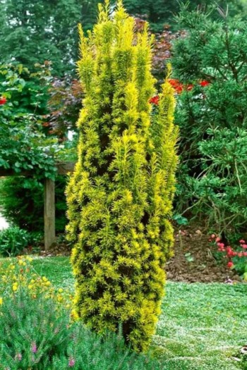 Тис ягідний Фастігіата Ауреа | Тис ягодный Фастигиата Ауреа | Taxus baccata Fastigiata Aurea