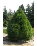Сосна звичайна Глобоза Вiрiдiз | Сосна обыкновенная Глобоза Виридиз | Pinus sylvestris Globosa Viridis