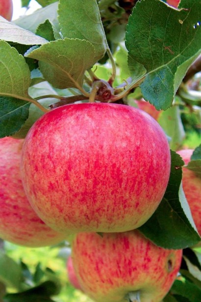 Яблуня домашня Пірус (літня) | Malus domestica Piros (summer) | Яблоня домашняя Пирус (летняя) 
