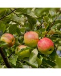 Яблуня Пірус - плоди на дереві