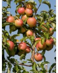 Malus domestica Piros