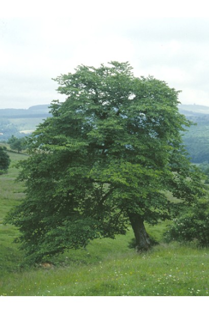 В’яз шорсткий / монтана