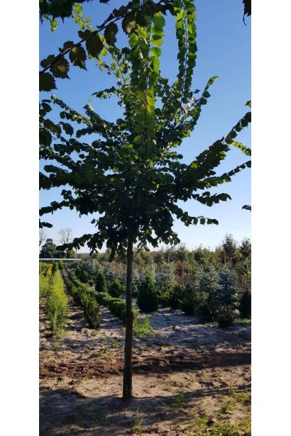 В’яз шорсткий в розсаднику з комом