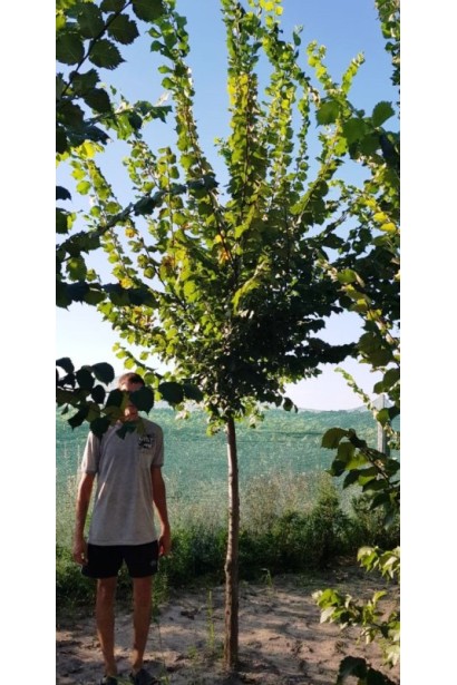 В’яз шорсткий / монтана крона